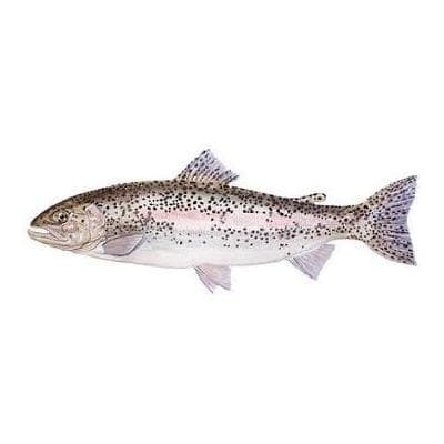 Pastrmka kalifornijska 1kg-slika
